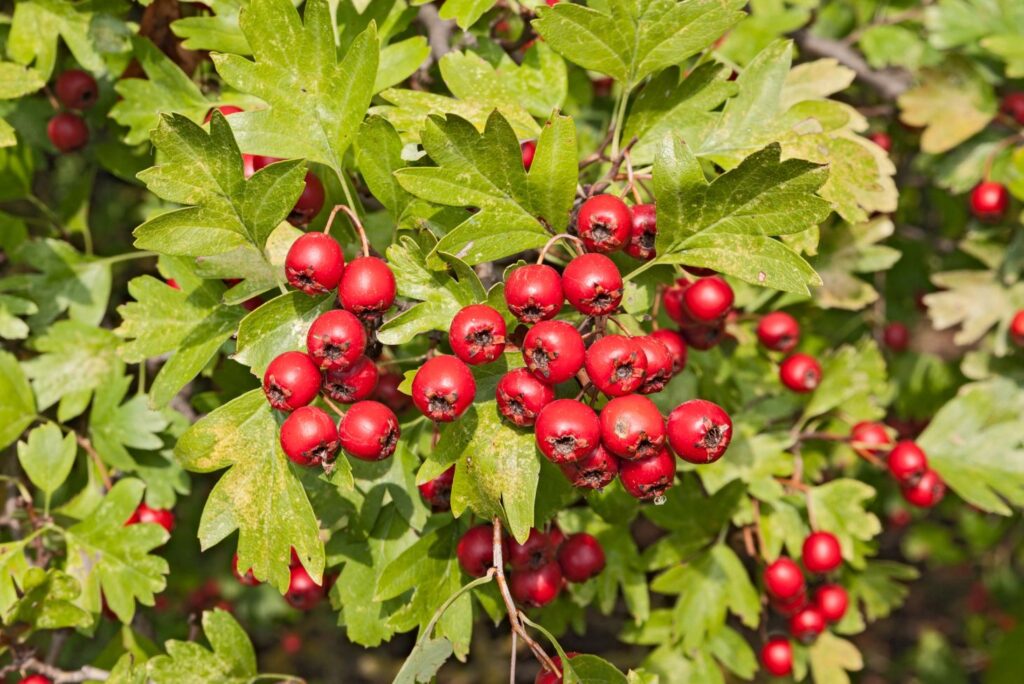 Hawthorn Berries - Home Remedies for High Blood Pressure - MyNaturalTreatment.com