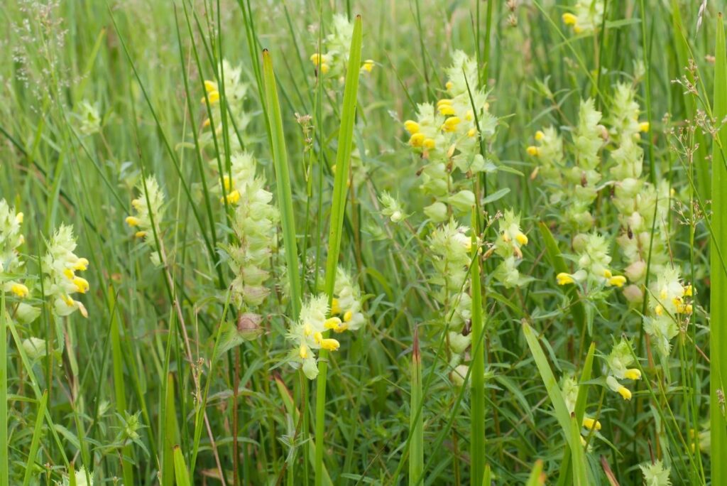 Home Remedy for Skin Irritation - Yellow Rattle