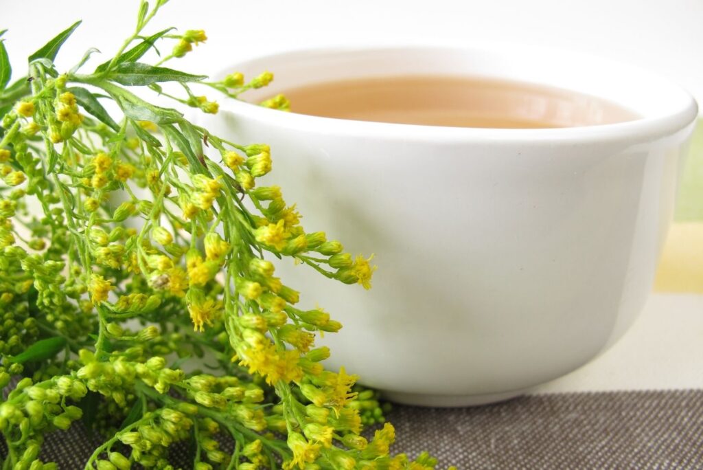 Home Remedy for Nephritis -  Goldenrod Tea