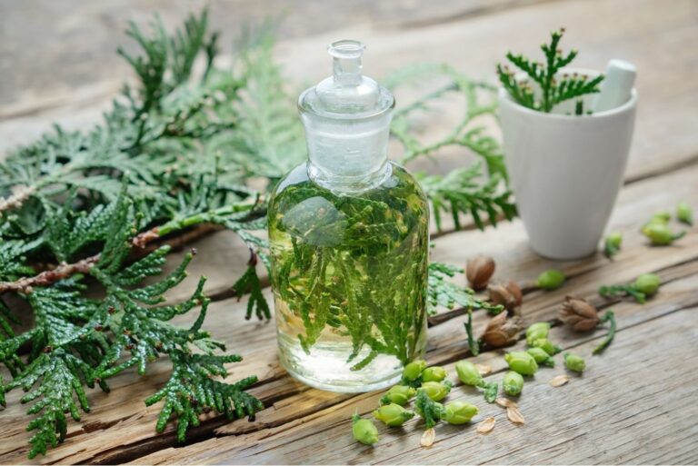 1 Natural Treatment for Pityriasis Lichenoides with Thuja
