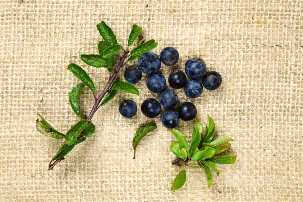 2 Home Remedies for Neurosis - Blackthorn berry extract 