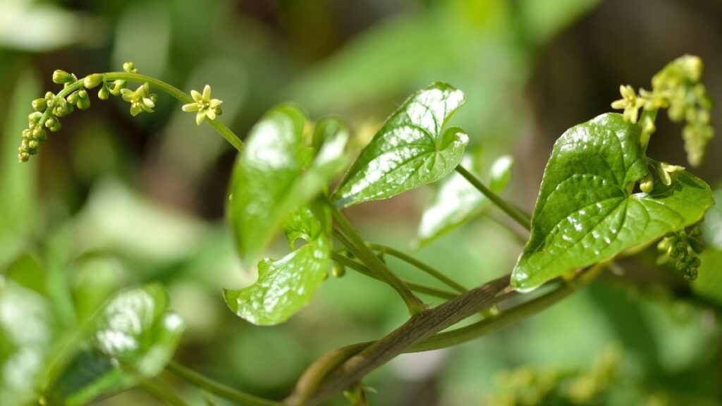 5 Natural Remedies for Rheumatic Fever - black bryony