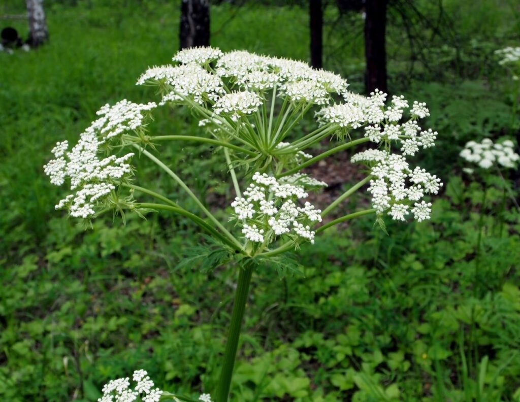 7 Natural Remedies for Infertility - Fertility Boosting Herbs 6 Natural Treatment for Oligospermia - Hogweed - MyNaturalTreatment.com