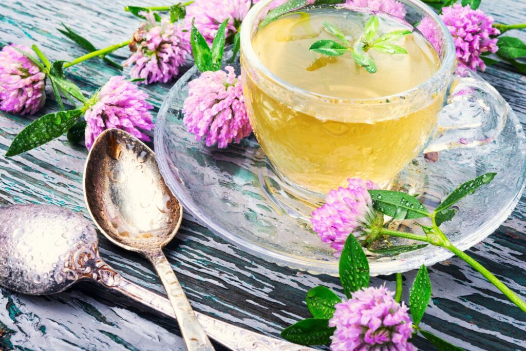 How to Make Red Clover Tea & How to Use at Home