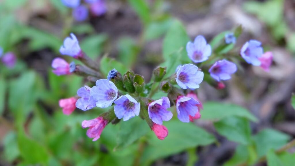 Health Uses of Lungwort 