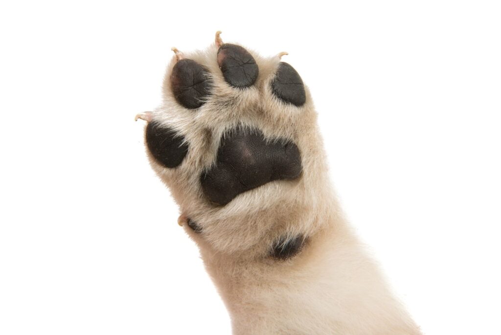 Dog Paw -  Home Remedies for Pets w/ Recipes - MyNaturalTreatment.com