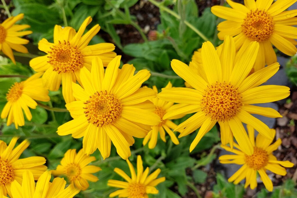 Arnica - Home Remedies for Lung Cancer & Juicing - MyNaturalTreatment.com