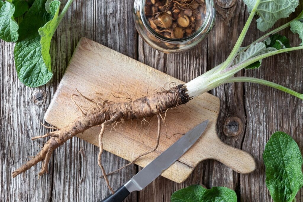 30+ Burdock Root Uses, Benefits, and Home Remedies - Fresh Burdock Root
