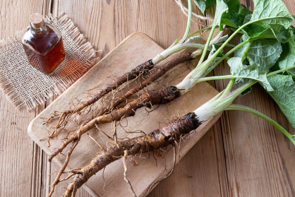 How to Harvest Burdock Root - Burdock Root Uses, Benefits, and Amazing Home Remedies - MyNaturalTreatment.com