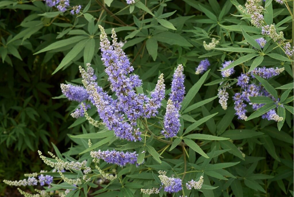 Powerful Home Remedy for Ovarian Cyst - Vitex
