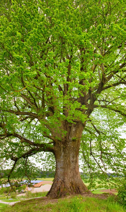 Healing Linden Tree - Healing Trees for The Mind & Body - MyNaturalTreatment.com