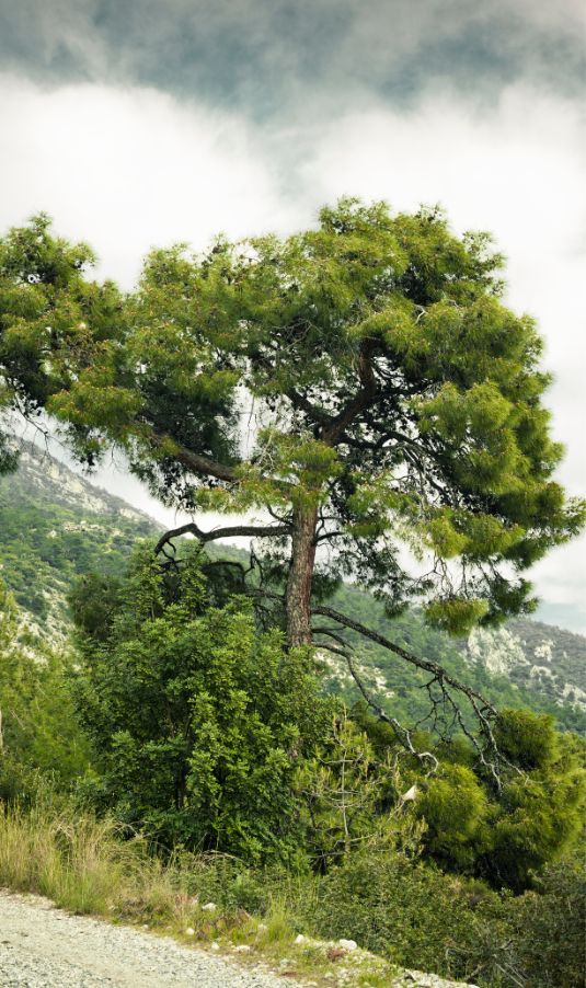 Healing Pine Tree - Healing Trees for The Mind & Body - MyNaturalTreatment.com