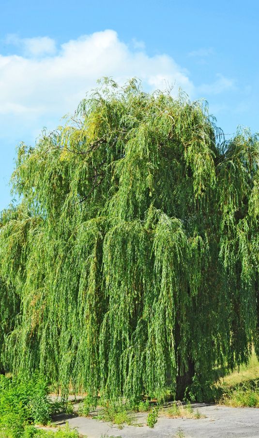 Healing Willow  Tree - Healing Trees for The Mind & Body - MyNaturalTreatment.com
