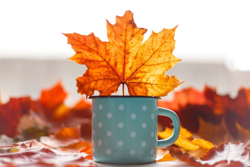 Maple leaves tea - Maple Tree Uses, Benefits, and Home Remedies - MyNaturalTreatment.com