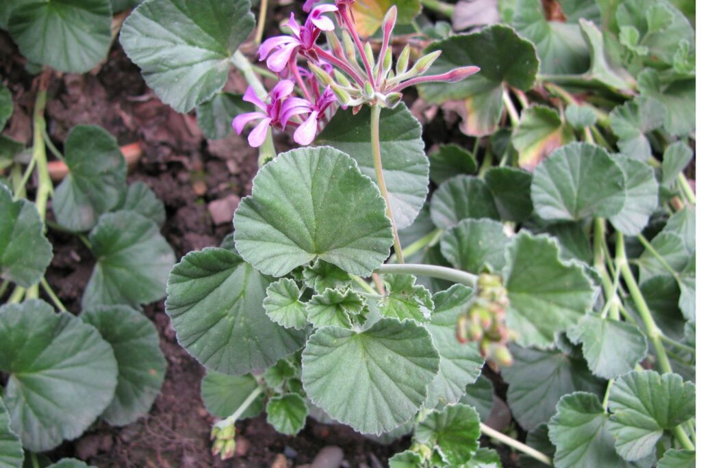 African geranium Pelargonium sidoides - Natural Alternatives to Azythromicin - MyNaturalTreatment.com