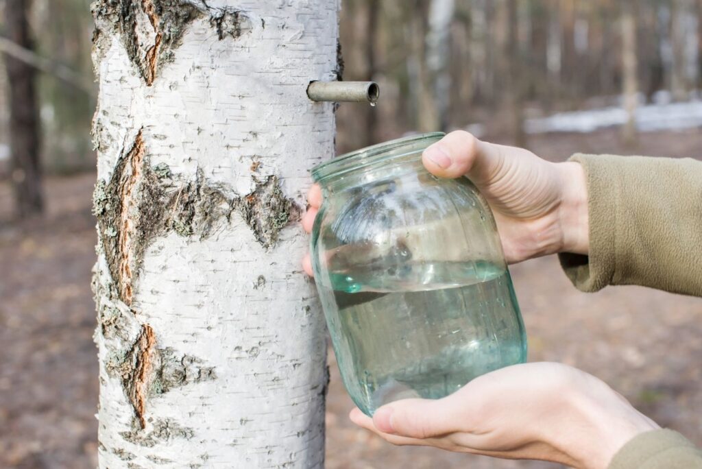 Health Benefits of Birch Sap and How to Collect Birch Sap