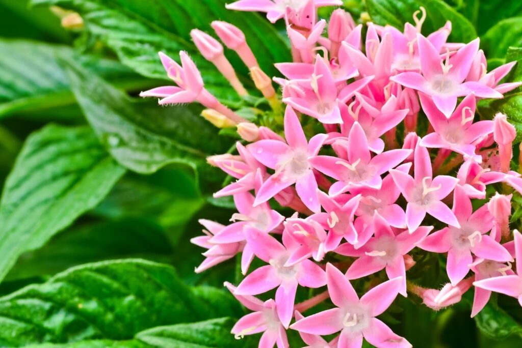 Centaury flowers - 6 Natural Alternatives to Ivermectin - MyNaturalTreatment.com