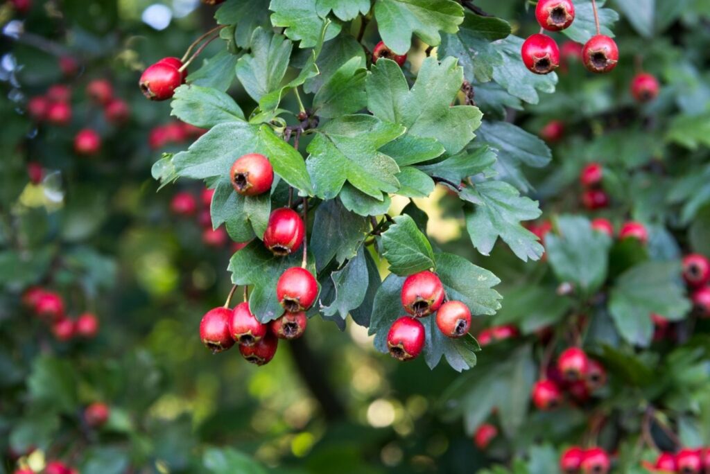 Hawthorn berries- Natural Remedy for Myocarditis - MyNaturalTreatment.com