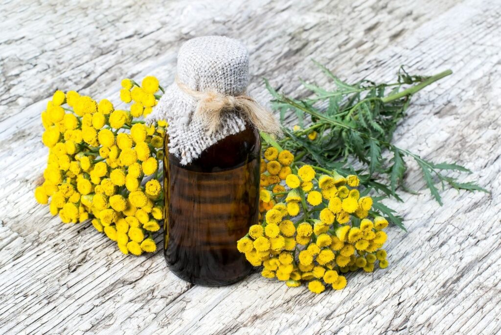 Tansy Tincture - 6 Natural Alternatives to Ivermectin - MyNaturalTreatment.com