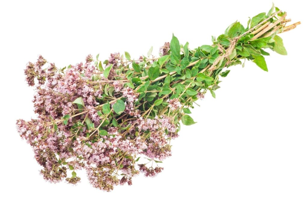 Marjoram - Natural Ways to Lose Weight After The Holiday Season - MyNaturalTreatment.com