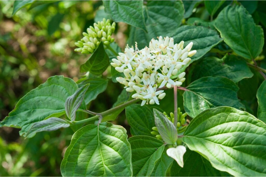 Common dogwood -Best Natural Alternatives to Blood Thinners - MyNaturalTreatment.com