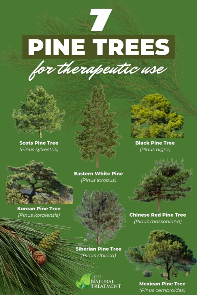 What Pine Trees Are Good for Pine Needle Tea? - MyNaturalTreatment