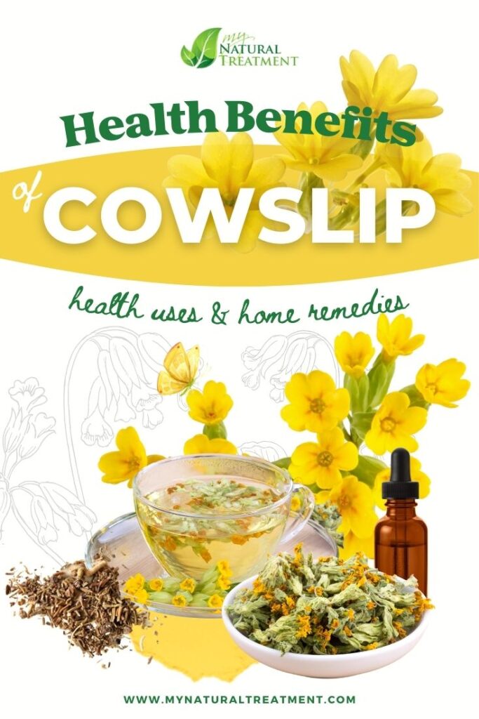 10 Health Benefits of Cowslip, Uses and Natural Remedies