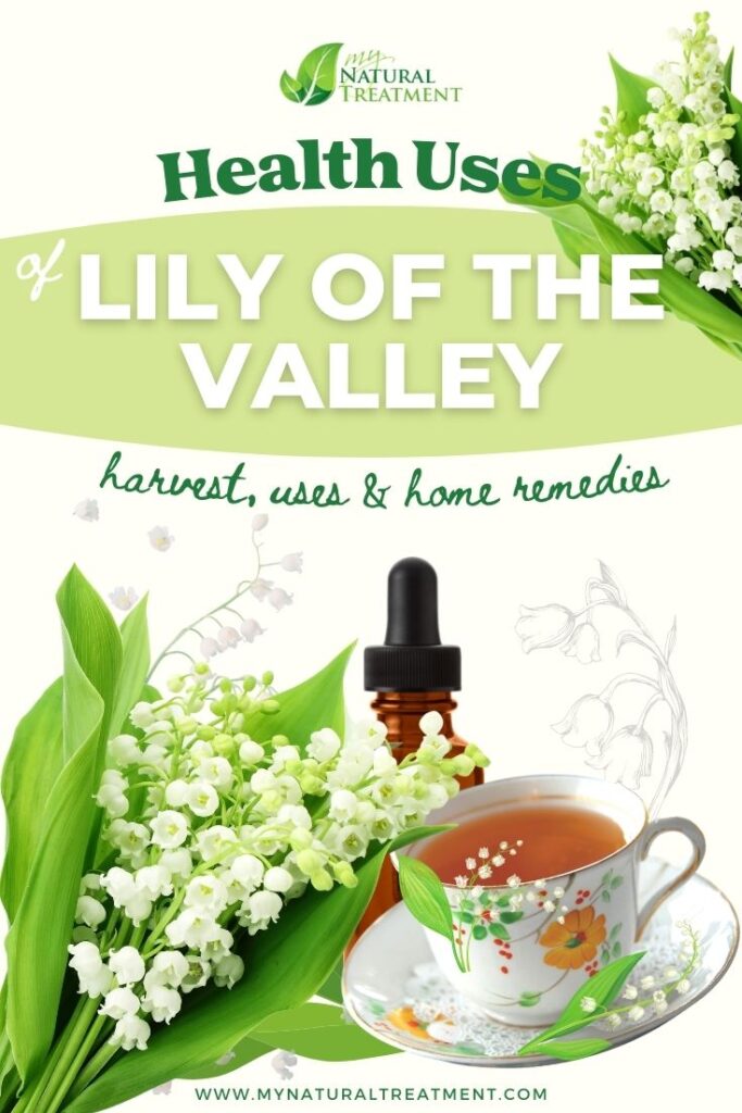 5 Lily of the Valley Uses and Natural Remedies - MyNaturalTreatment.com