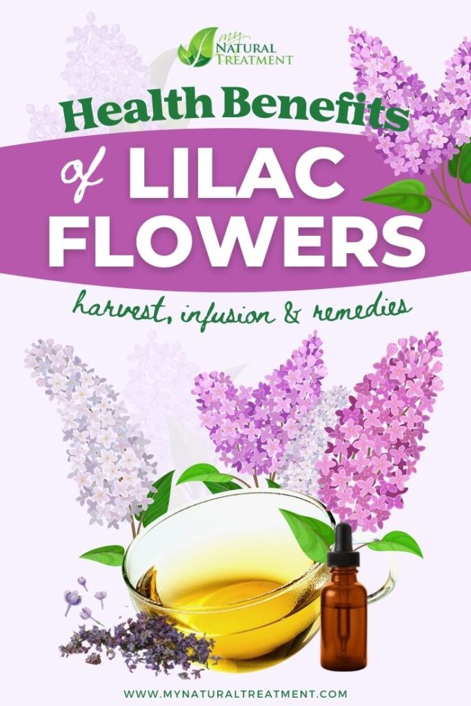 6 Health Benefits of Lilac Flowers, Uses and Natural Remedies - MyNaturalTreatment.com