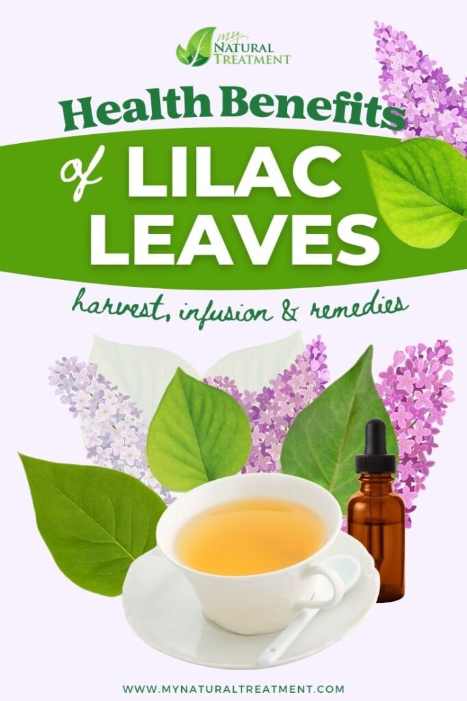 6 Health Benefits of Lilac Leaves, Uses and Natural Remedies - MyNaturalTreatment.com