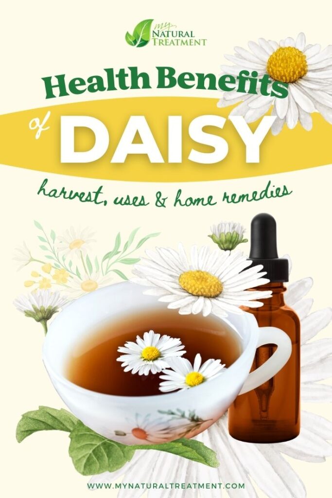 7 Health Benefits of Daisy, Uses and Natural Remedies - MyNaturalTreatment.com
