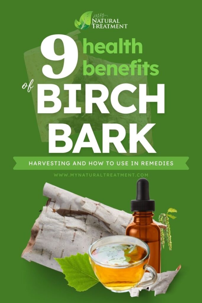 9 Health Benefits of Birch Bark with Remedies - MyNaturalTreatment.com