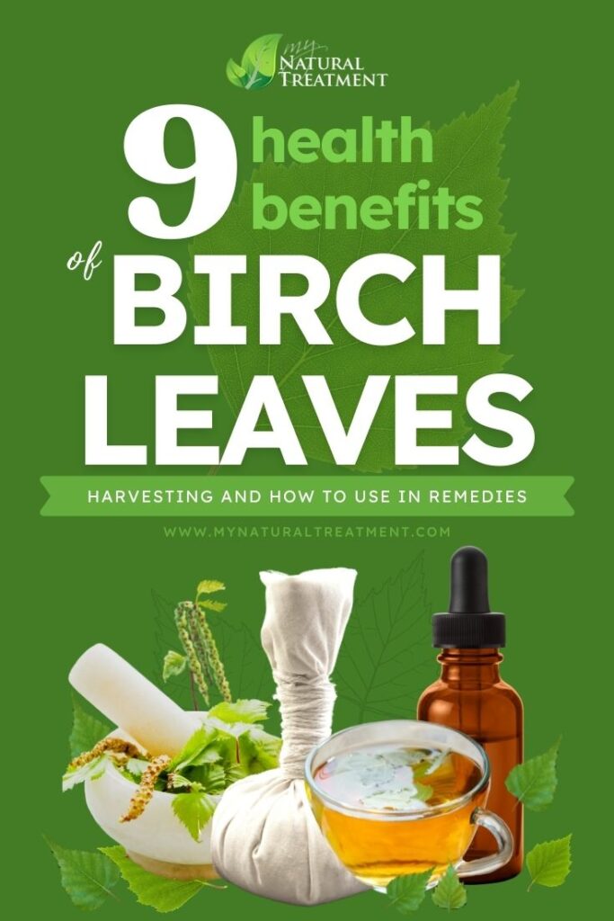 9 Health Benefits of Birch Leaves & How to Use