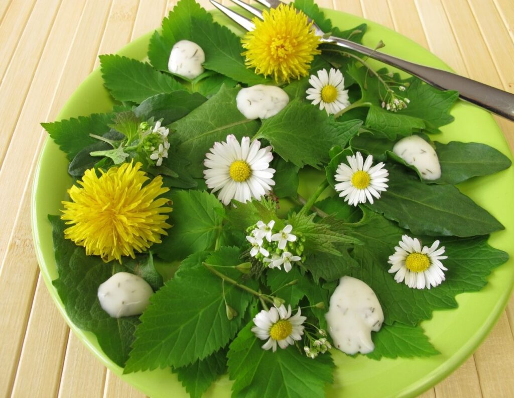 Daisy Health Benefits, Uses and Remedies - MyNaturalTreatment.com