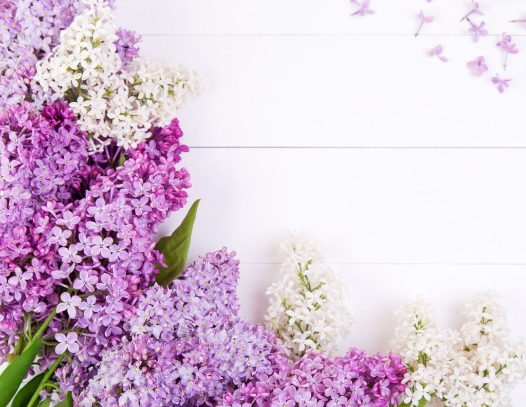Health Benefits of Lilac Flowers, Uses and Natural Remedies - MyNaturalTreatment.com