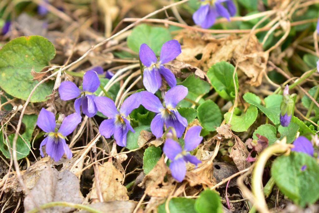 Health Benefits of Sweet Violet Uses and 5 Natural Remedies MyNaturalTreatment.com