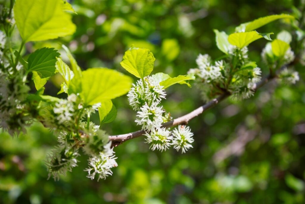 5 Health Uses of Fruit Tree Cuttings - Mulberry Tree - MyNaturalTreatment.com