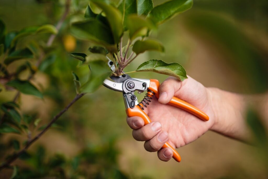 5 Health Uses of Fruit Tree Cuttings - MyNaturalTreatment.com