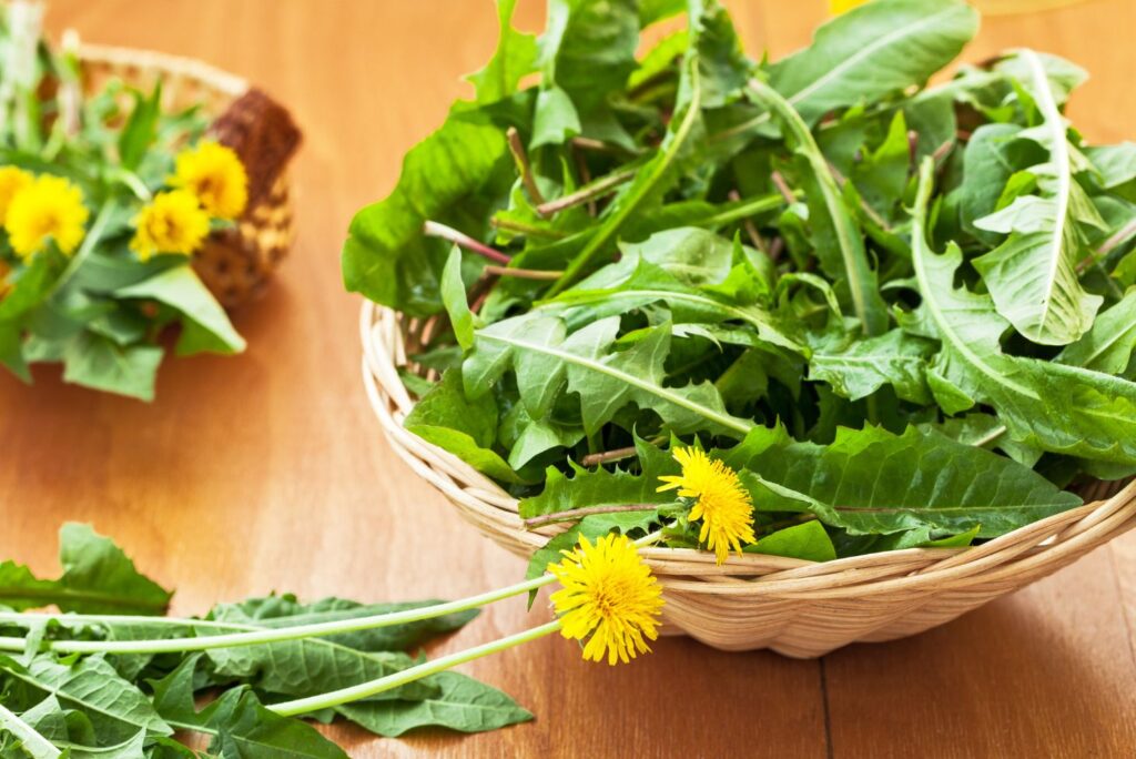 Dandelion Salad - Healing Dandelion Recipes and How to Use at Home - Dandelion Uses - MyNaturalTreatment.com