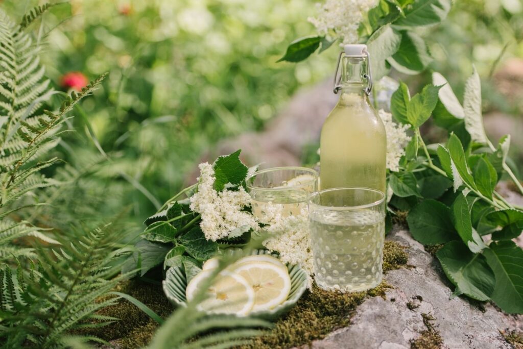 Elderflower Cordial Recipe - Health Benefits of Elderflowers and How to Use - MyNaturalTreatment.com