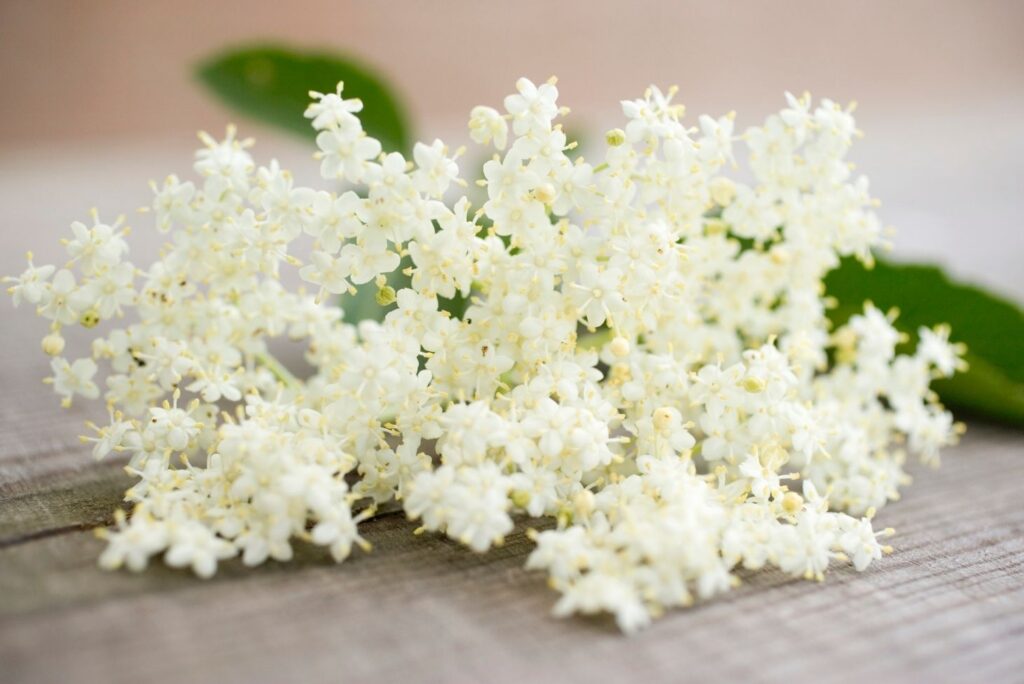 Fresh Elderflowers - Health Benefits of Elderflowers and How to Use - MyNaturalTreatment.com