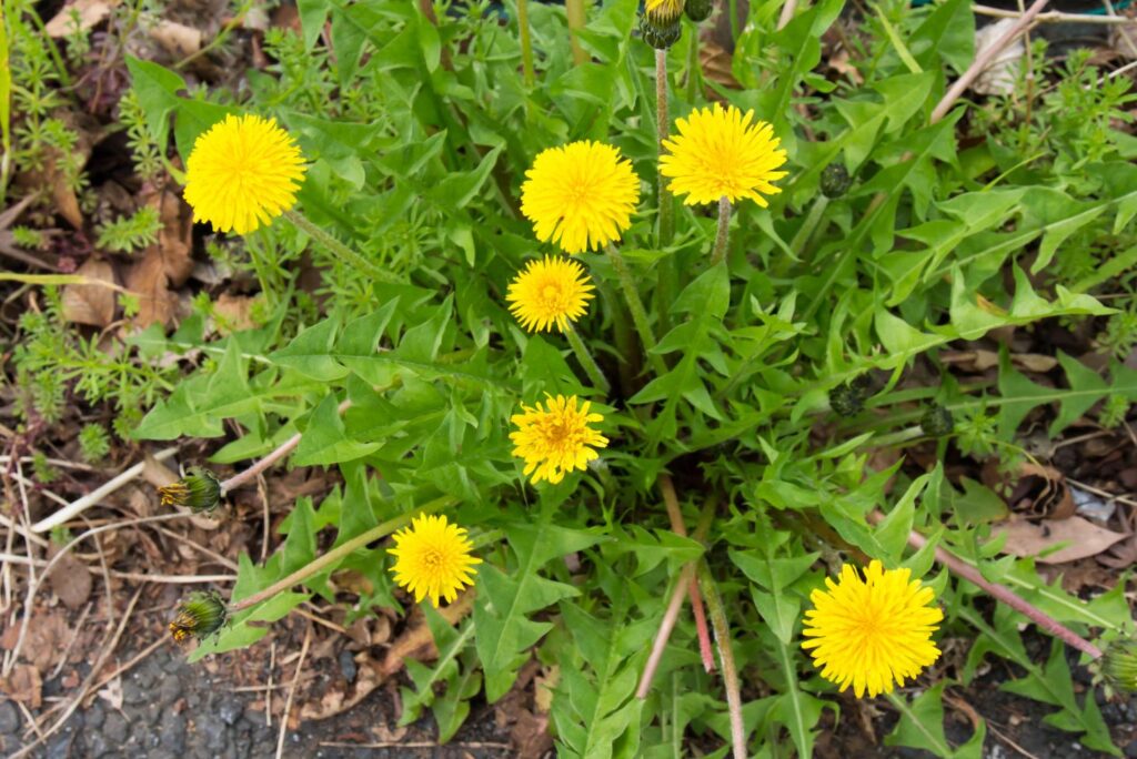 Healing Dandelion Recipes and How to Use at Home - Dandelion Uses - MyNaturalTreatment.com