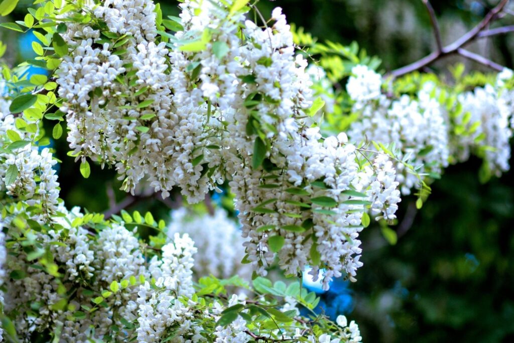 Health Benefits of Black Locust Flowers and How to Use - MyNaturalTreatment.com