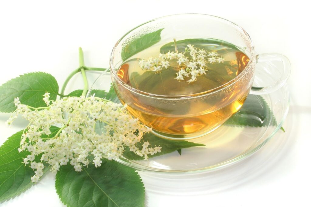 How to Make Elderflower Infusion - Health Benefits of Elderflowers and How to Use - MyNaturalTreatment.com