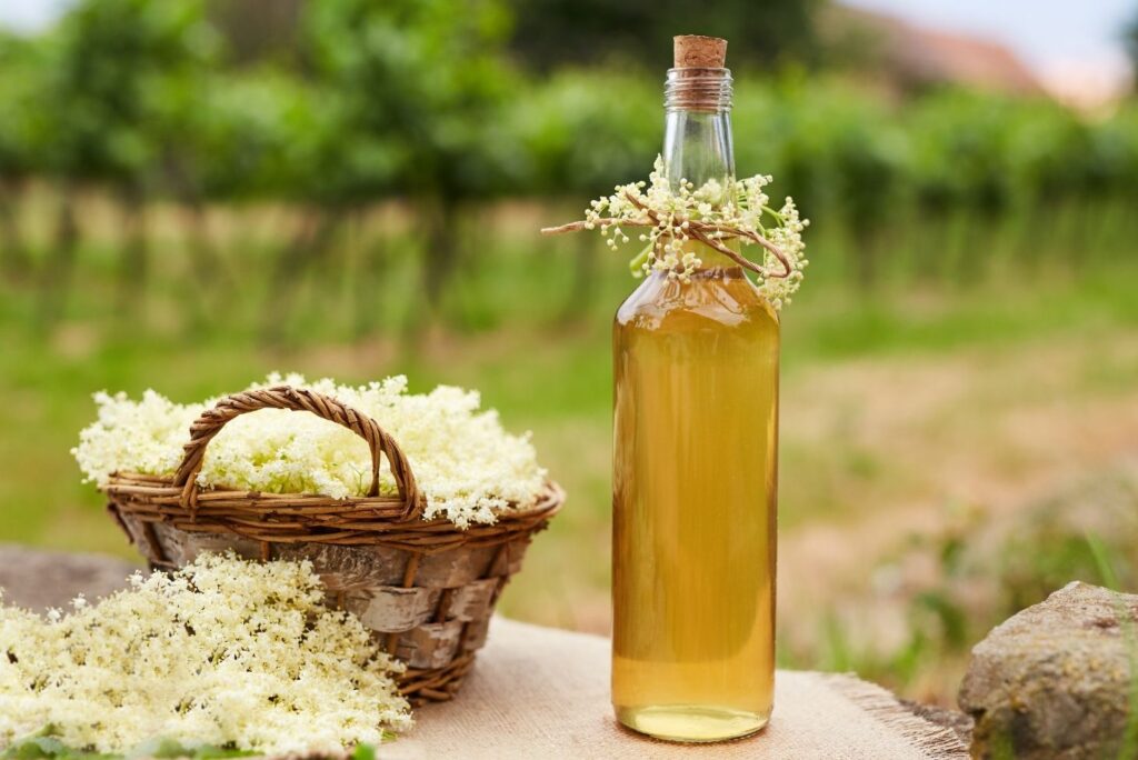 How to Make Elderflower Syrup - Health Benefits of Elderflowers and How to Use - MyNaturalTreatment.com