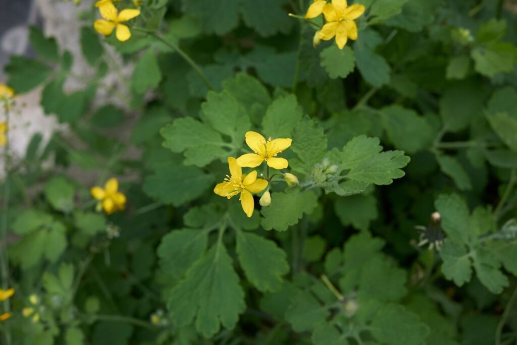 How to Use Celandine for Warts - 5 Ways - MyNaturalTreatment.com- MyNaturalTreatment.com