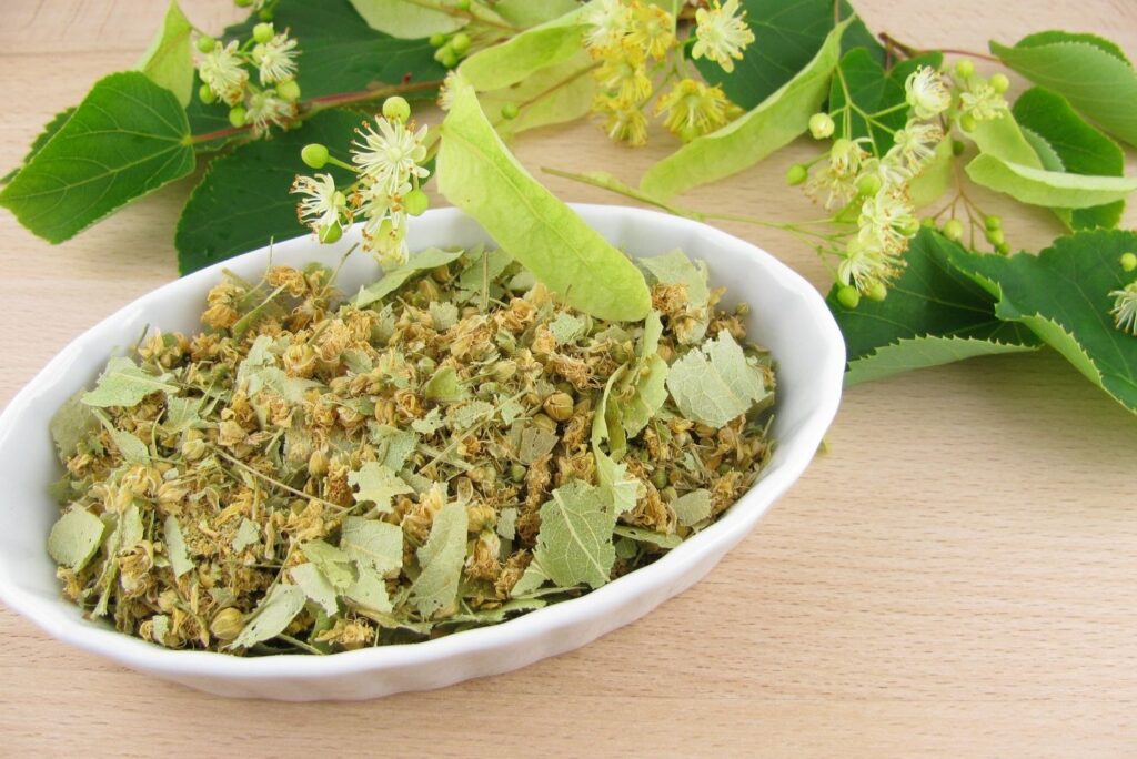 Linden Flowers Harvest - Linden Flowers Tea Benefits - MyNaturalTreatment.com