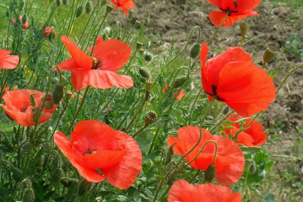 Papaver rhoeas flowers - Health Benefits of Poppy And How to Use - MyNaturalTreatment.com