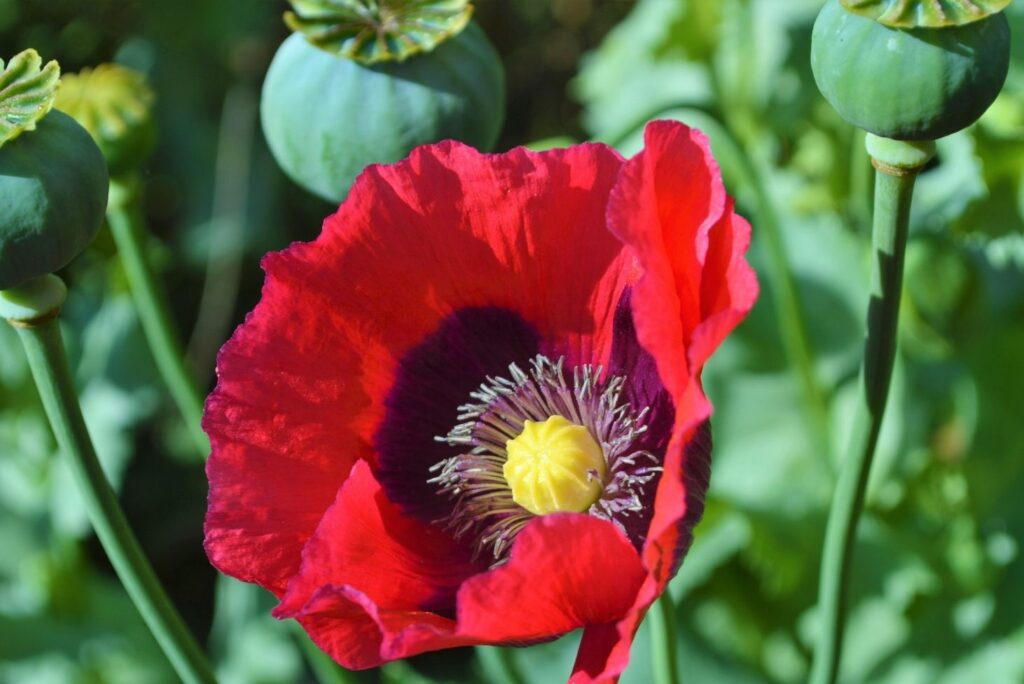 Papaver somniferum flower - Health Benefits of Poppy And How to Use - MyNaturalTreatment.com