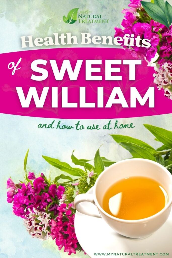 Health Benefits of Sweet William Flowers and How to Use - MyNaturalTreatment.com